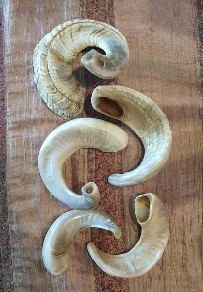 Ram`s Horn