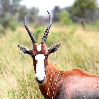 Blesbok