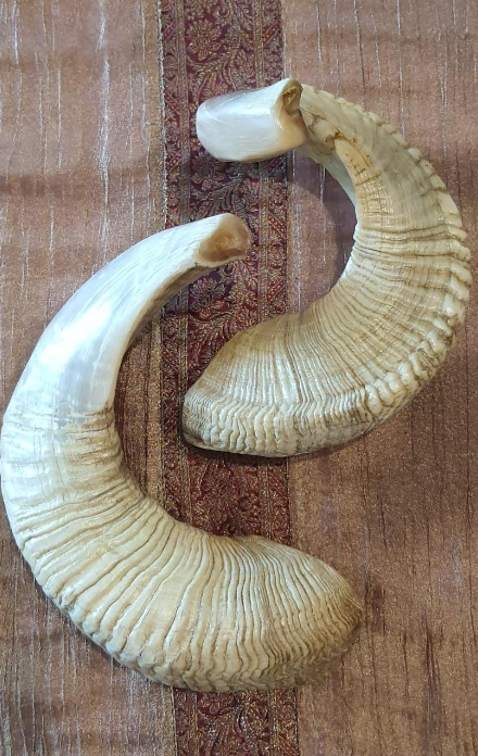 Ram`s Horn