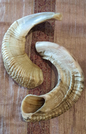 Ram`s Horn